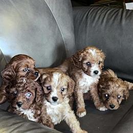 Toy Poodles for Adoption in Chicago, il