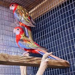 Rosella Birds Available for Rehoming in Los Angeles, ca