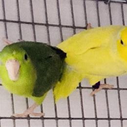 Parrotlet pairs and singles available for rehoming in Los Angeles, ca