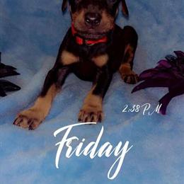 Doberman Puppies Available with Deposit in Spring Hill, fl