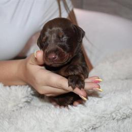 Doberman Puppies Ready for New Homes in Spring Hill, fl