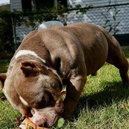 American Bully - 2 Year Old Lilac Tri Available for Rehoming in Flint, mi
