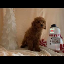 Apricot Miniature Poodle Puppies Available in Louisville, ky