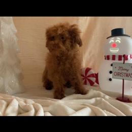 Apricot Toy Poodle Puppy Available in Louisville, ky
