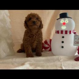 Miniature Poodle Puppies - Apricot Color in Louisville, ky