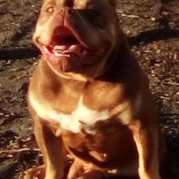 American Bully Males Needing a Loving Home in Dos Palos, ca
