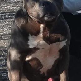 American Pit Bull Terrier XL - Two Adult Males Needing a Loving Home in Dos Palos, ca