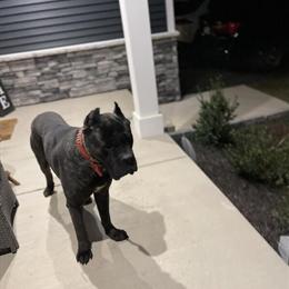 Stud services available in Chester, VA in Chester, va