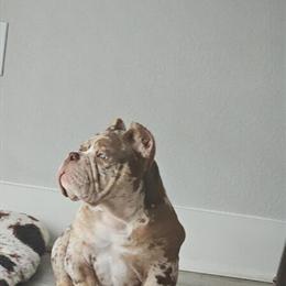 Bully Male, 6 Months Old in Bradenton, fl