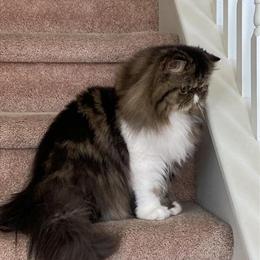 CFA Champion Persian Cleopatra Available in Modesto, ca