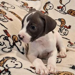 American Pitbull Terrier Puppy Available in Philadelphia, pa