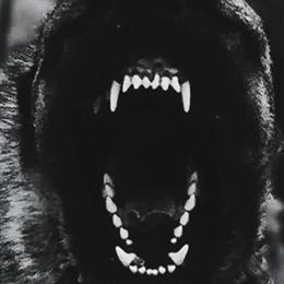 Kangal Puppies Available! in Philadelphia, pa