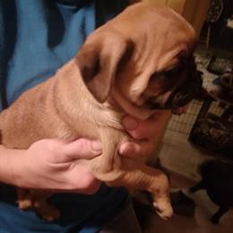 Pug Mix Puppies Available - 10 Weeks Old in Hartford, wi