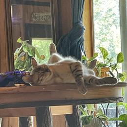 Bengal Cat, 2 Years Old, Needs a Loving Home in Monroe, mi