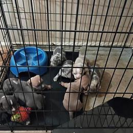 American Bully Pups for Sale in Martinsville, va