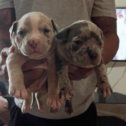 American Bully Puppies for Sale in Martinsville, va