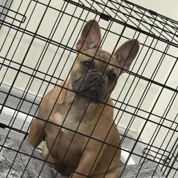Male French Bulldog, Potty Trained, Shots Up to Date in Spartanburg, sc