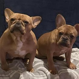 French Bulldog Puppy for Sale in Columbus, oh