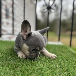 AKC French Bulldog Puppies Available in Mobile, al