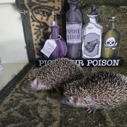 Lesser Tenrec Babies Coming Soon in Taylor, mi