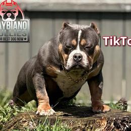 American Bully Open for Stud in Beachwood, oh