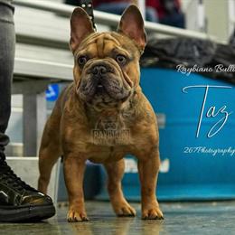 Merle Stud Service - Big Rope with Great Structure and Color in Beachwood, oh