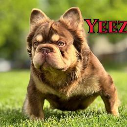 French Bulldog Stud Service - Big Rope Visual Fluffy in Beachwood, oh