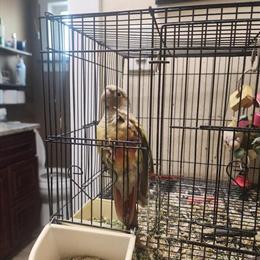 Breeding pair of green cheek and cinnamon conures for sale in Chicago, il