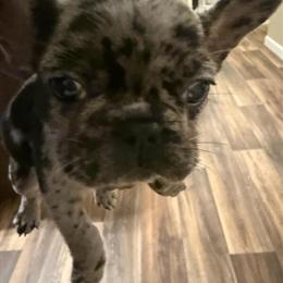 French Bulldog Puppies for Sale - Two Males Available in Greenville, sc