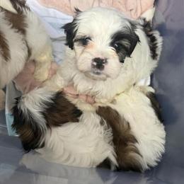 Maltipoo Puppy Looking for a Home in Chicago, il