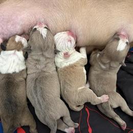 Olde English Bulldogges for Sale - Litter of 7 Available in Mankato, mn