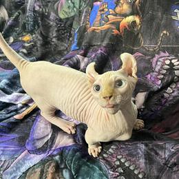 Lovable Sphynx Kittens - Back To School Special Waitlist Open in Youngstown, oh