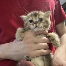 British Shorthair Kittens for Adoption in Houston, tx