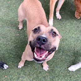 Female Dog Pup Pup Ready for Adoption in Casselberry, fl