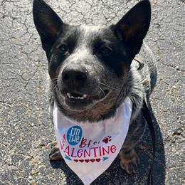 Clyde - Friendly Male Dog Available for Adoption in Casselberry, fl