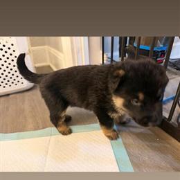 German Shepherd Puppies Looking for Forever Homes in Columbus, oh