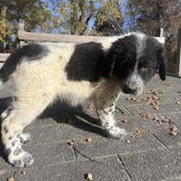 Labrador Retriever Puppies Need Homes - $50 Each in Suffolk, va