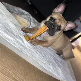 French Bulldog - 5 Years Old, House Broken in Knoxville, tn