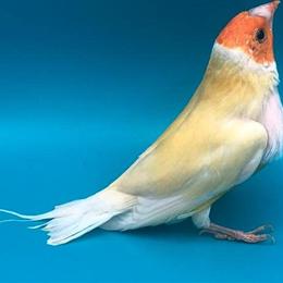 Gouldian Finches Available in New York, ny