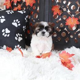 Charming Male Shih Tzu Puppy Ready for a Loving Home in Mount Vernon, oh