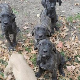 Great Dane English Mastiff Puppies Available in Austin, mn
