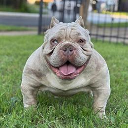 Merle Stud Available for Breeding in Dallas, tx