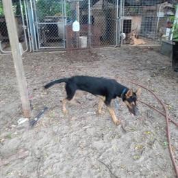 German Shepherd Male, 7 Months Old in Apopka, fl