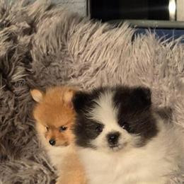 Pomeranian Puppies for Adoption in North Port, fl