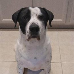 Anatolian Shepherd Mix Looking for a Forever Home in Kissimmee, Florida in Orlando, fl