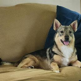 Handsome Holistically Raised Male Puppy Looking for Active Family in Gloucester, va