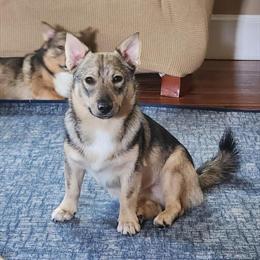 Handsome Holistically Raised Male Puppy Seeking Active Family in Gloucester, va