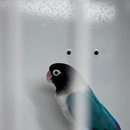 Female Black Masked Lovebird for Sale in Fall River, ma