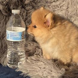 Pomeranian Puppies Ready for Pickup in North Port, fl