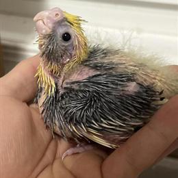 Hand-fed Cockatiels Available in Appomattox in Lynchburg, va